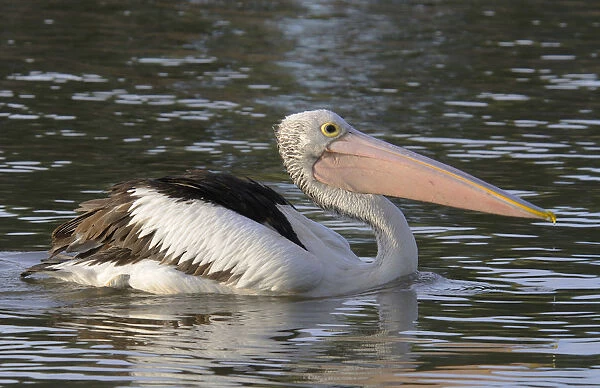 Australian pelican (Pelecanus conspicillatus), Australia