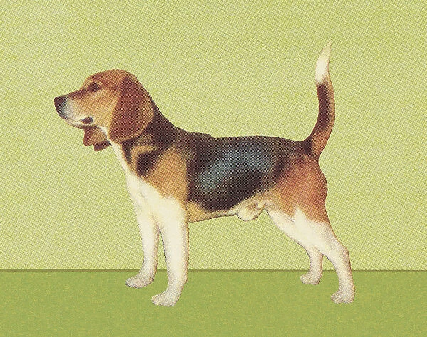 Beagle. http: /  / csaimages.com / images / istockprofile / csa_vector_dsp.jpg