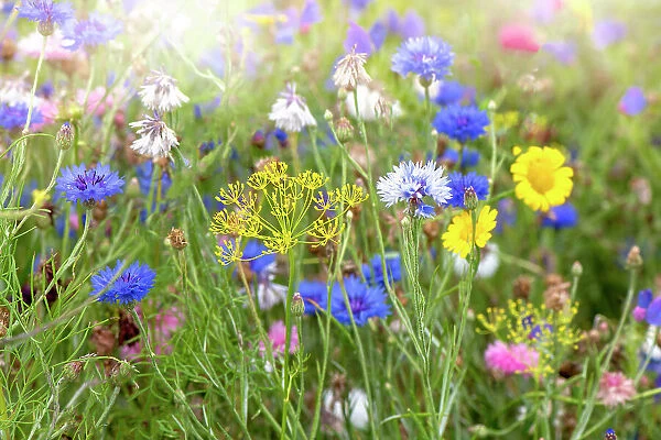 Beautiful and colourful flowers in a wildflower meadow in the soft summer sunshine