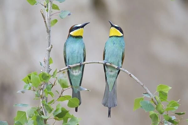 Two Bee-eaters -Merops apiaster- perched on a twig, Saxony-Anhalt, Germany
