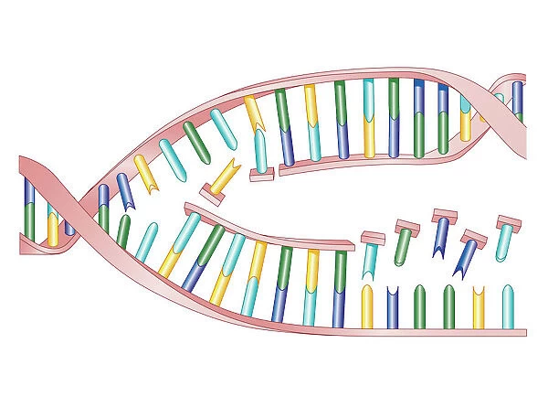 Biomedical illustration of DNA Replication as bases attach to strand with two newly formed strands twist eventually producing two new identical double DNA strands