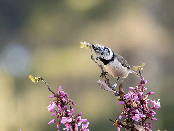 Bird of the species (Lophophanes cristatus), put on a branch with flowers in spring
