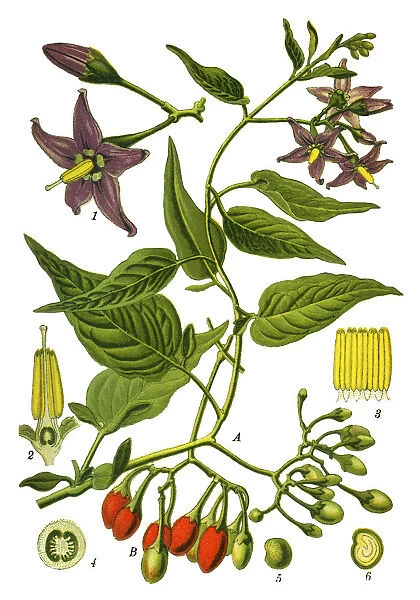 bittersweet, Nightshade, Solanum