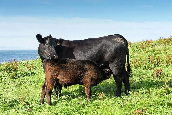 Black Aberdeen Angus calf suckling, with cow, Caithness, Scotland, United Kingdom, Europe