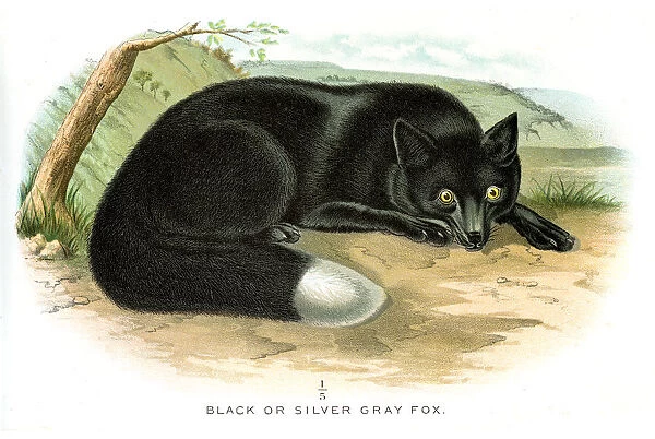 Black fox lithograph 1897