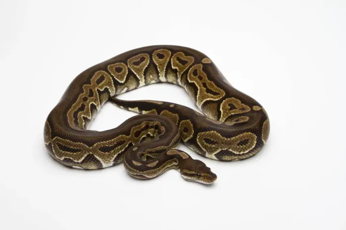 Framed Print : Black Pastel Ball Python Print Framed Print : Black Pastel Ball Python Print