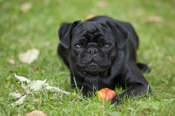 Black Pug lying on the grass and eating an apple