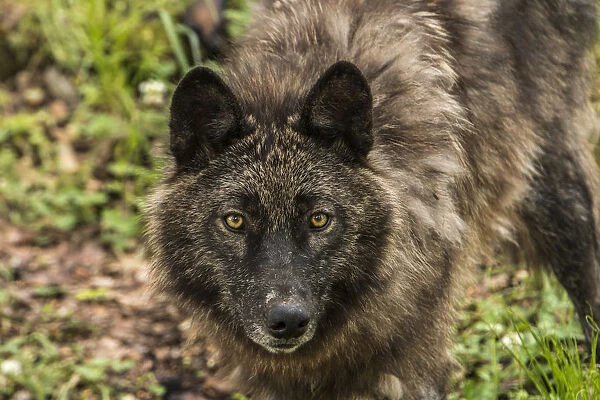 Black Wolf. A portrait of a Black Wolf
