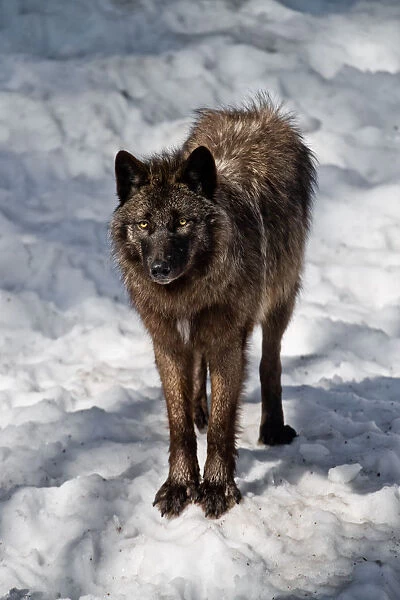 Black Wolf In Winter