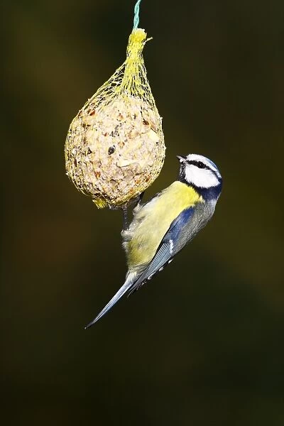 Blue Tit -Parus caeruleus- hanging from a fat ball