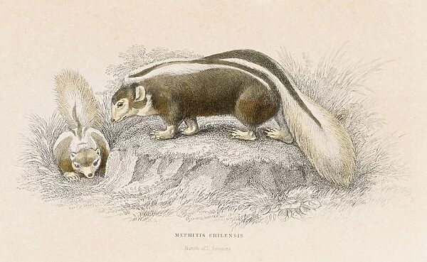 Brown skunk engraving 1855