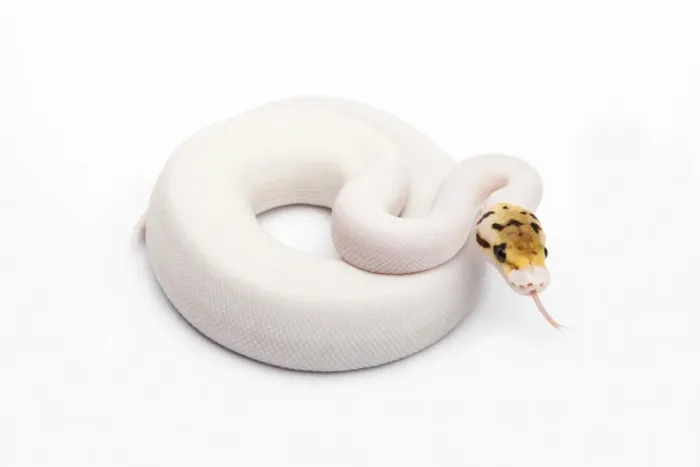 Framed Print : Bumble Bee Piebald Ball Python Print