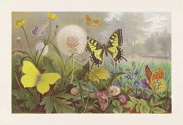 Butterflies on a meadow, chromolithograph, published in 1884