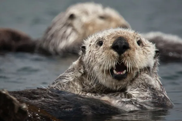 California Sea Otter (Enhydra lutris)