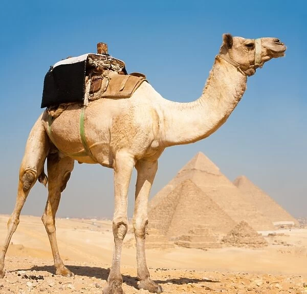 Camel Pyramids Giza All Together
