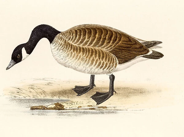 Canadian goose or Cravat goose, 19 century science illustration