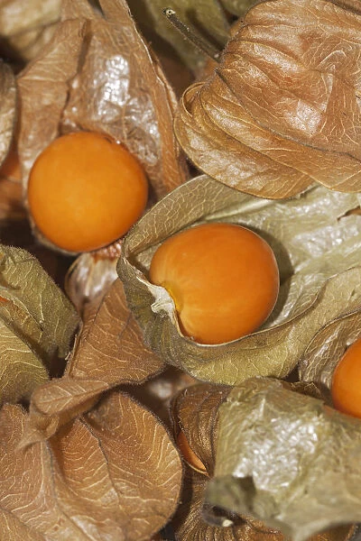 Physalis is the exotic fruit that stands out - Nature's Pride
