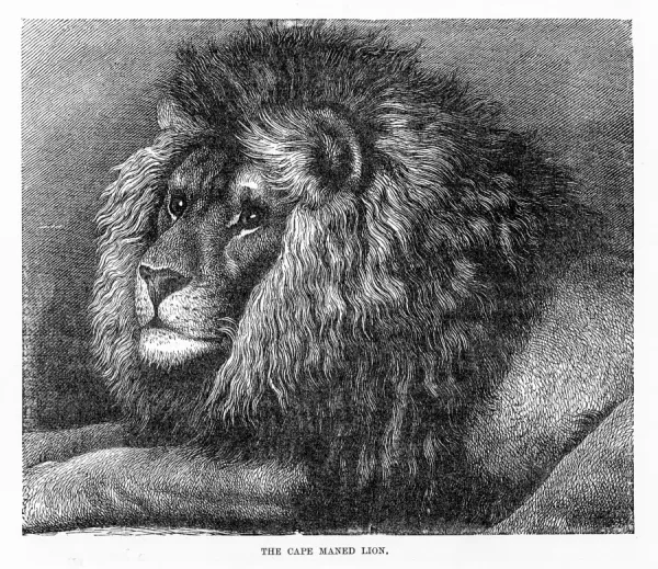 Cape mane lion engraving 1894