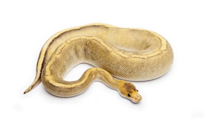 Framed Print : Champagne Calico Ball Python Print
