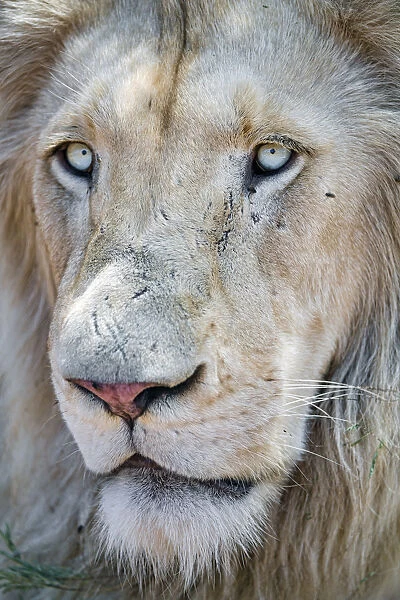 Close portrait of a white lion For sale as Framed Prints, Photos, Wall ...