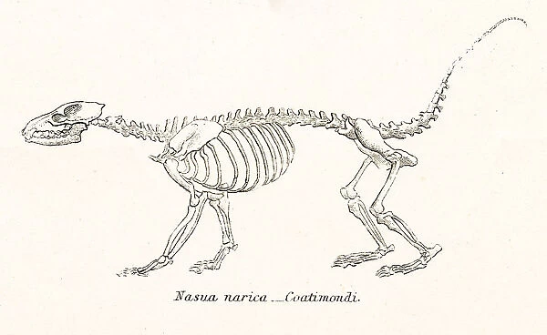 Coati skeletons engraving 1803