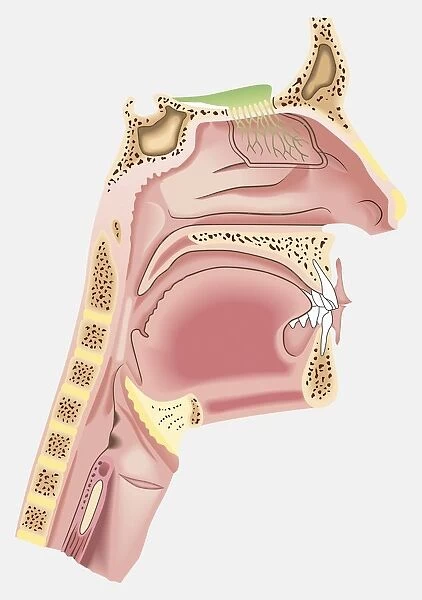 Diagram of nasal passages (13560047) Poster Print. Media Storehouse