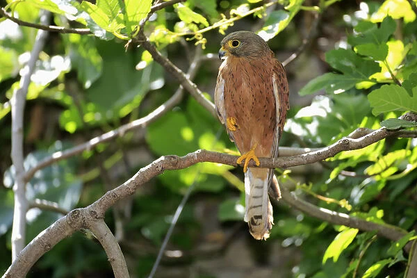 Common Kestrel -Falco tinnunculus-, adult male on tree, Western Cape, South Africa