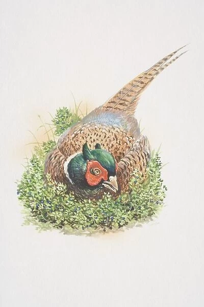 Common Pheasant (Phasianus colchicus), illustration of large, long-tailed gamebird. rich chestnut, golden-brown and black markings on body and tail, dark green head and red face wattling