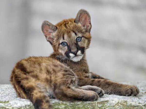 Cougar baby looking at the camera