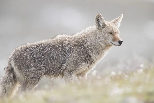 Coyote hunting in a field