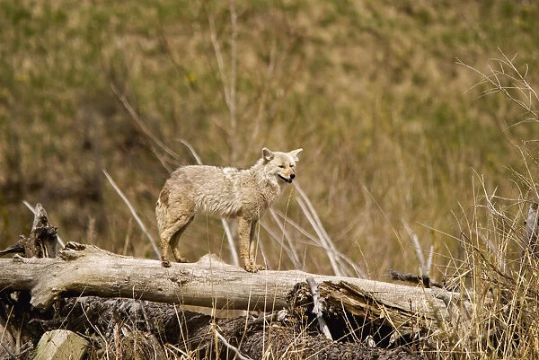 A Coyote Stands On A Dead Tree Trunk