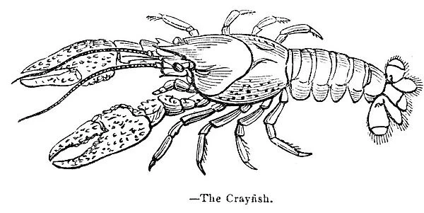 Crayfish engraving 1893 For sale as Framed Prints, Photos, Wall