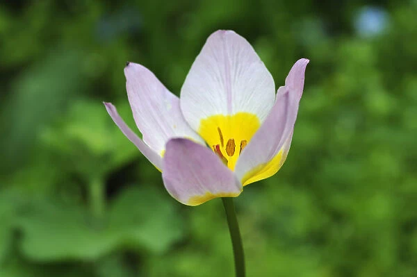 Cretan tulip -Tulipa saxatilis-, flower, Eckental, Middle Franconia, Bavaria, Germany