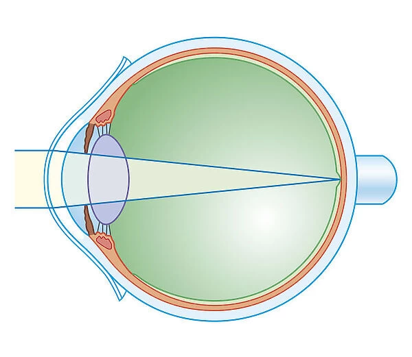 Cross section biomedical illustration of key anatomy of the eye