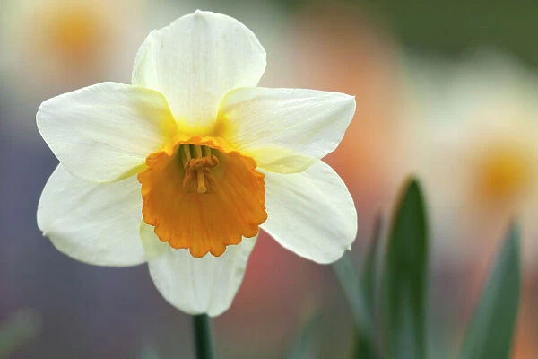 Daffodil, flower
