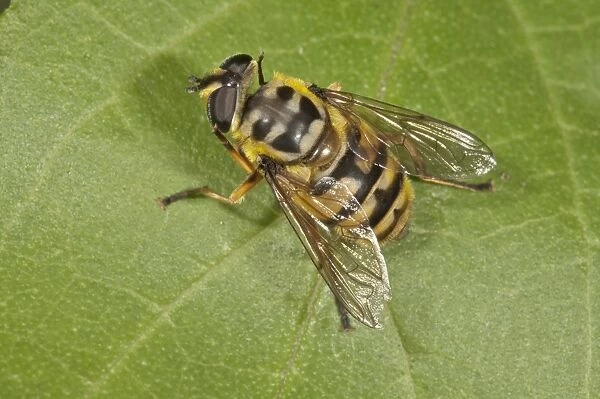 Dead Head Fly -Myathropa florea-, female, Baden-Wurttemberg, Germany
