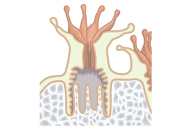Digital illustration of coral polyp showing nutrients diffused through gastrodermis into tissue, and single digestive opening used as mouth and anus