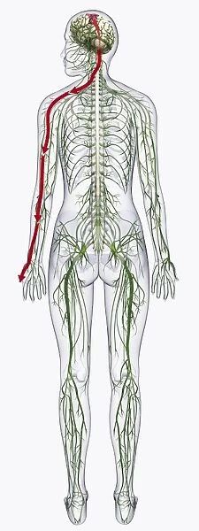 Digital illustration of of human nervous system
