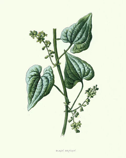 Dioscorea communis, black bryony, botanical flower print