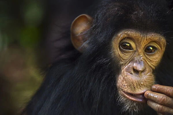 Eastern chimpanzee juvenile male Gizmo aged 3 years and 9 months portrait
