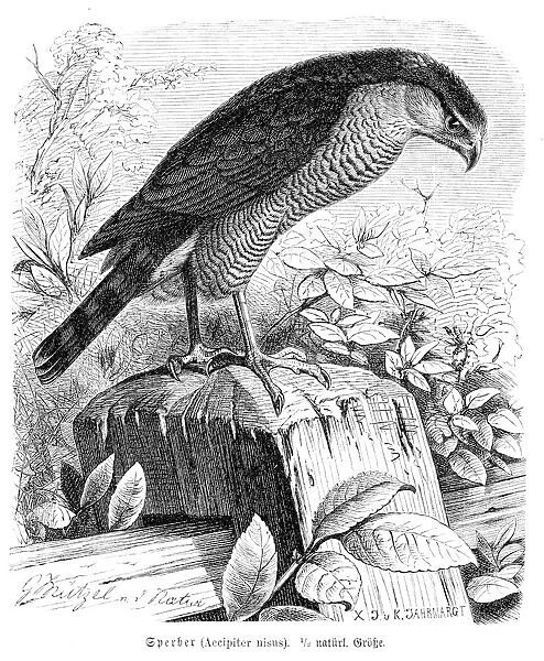 Eurasian sparrowhawk engraving 1892