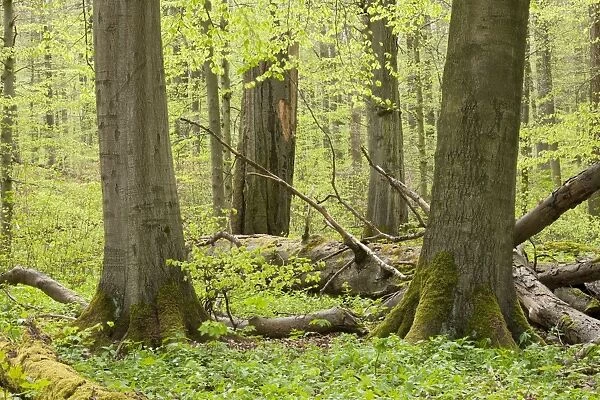 European beech forest in spring, European Beech or Common Beech -Fagus sylvatica- with a lot of dead wood, Hainich National Park, Thuringia, Germany