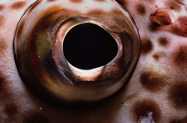 Eye of Brownspotted Grouper