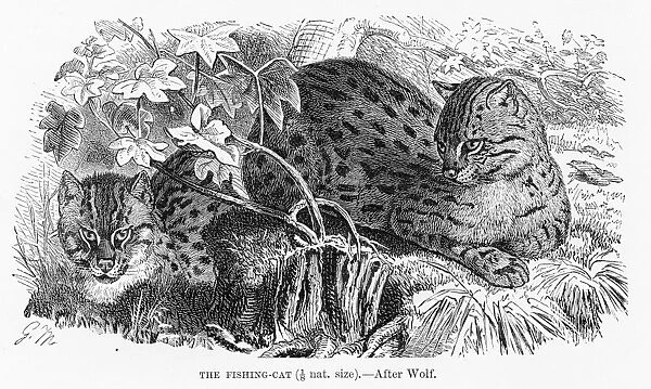 Fishing cat engraving 1894