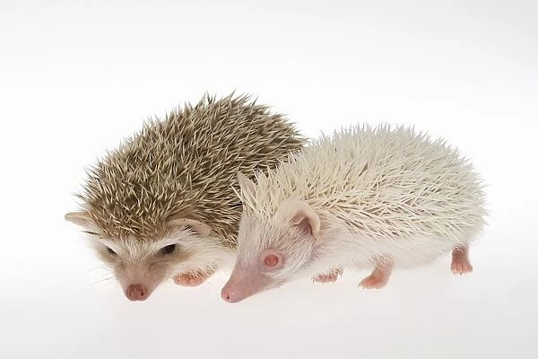 Two Four-toed Hedgehogs or African Pygmy Hedgehogs -Atelerix albiventris-, albino on the right