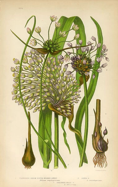 Garlic, Allium, Victorian Botanical Illustration