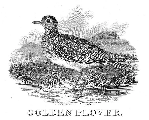 Golden plover engraving 1812
