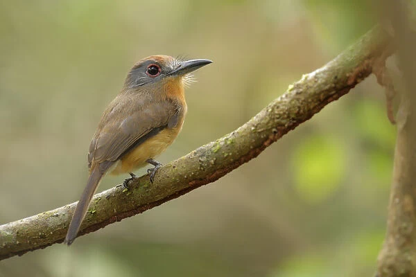 Gray-cheeked Nunlet (Nonnula frontalis)