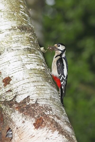 Great Spotted Woodpecker (Dendrocopos major), adult, carrying insects in its beak, feed for young birds in the nesting cavity of a birch tree