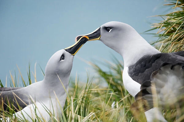 Grey-headed Albatross (Thalassarche chrysostoma)